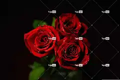 玫瑰 花壁纸 美丽的花朵 红色的 浪漫的 花卉 爱 葡萄酒