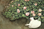猫咪 艺术家 山田绿 Midori Yamada