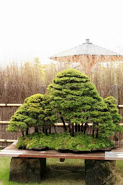木韦采集到盆景