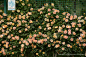 现代月季 Rosa hybrida E.H.L.Krause 中国植物图像库