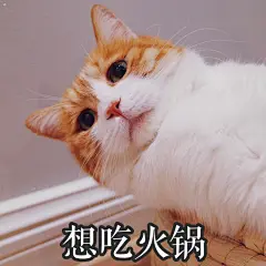 #著名网黄猫日# 黄猪猪表情包好运降临拜托了 ​​​​