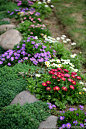 园丁：新推荐几种优秀的花园小径围边的植物