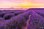 Beautiful landscape of lavender fields at sunset in Provence by Levente Fesus on 500px