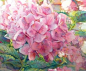 Floral Paintings / "Pink Hydrangea" c2011 Watercolor by Jeannie Vodden