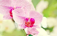 清新淡雅的花卉壁纸套图桌面壁纸3