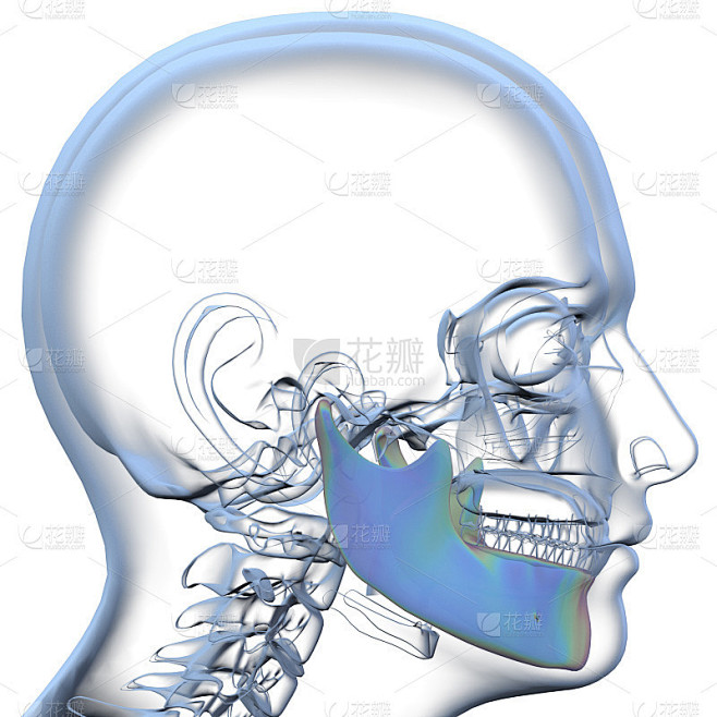 颌骨3d渲染图