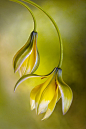 ~~Tulipa by Mandy Disher~~