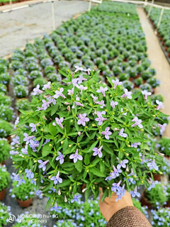 ℃゛采集到S-植物/花卉