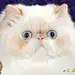 小xu的梦想