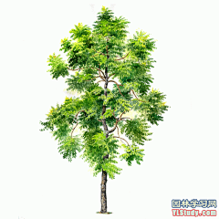 最全100-1张精美园林植物水彩效果图（拉丁名+种名） - 手绘效果图 - 园林学习网 - 10年专注！最大最精最专一的园林景观行业交流平台 - 手机版