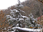 初冬三日游（一）————盘山的松树, 时光消逝了温柔旅游攻略