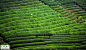 杭州龙坞茶村