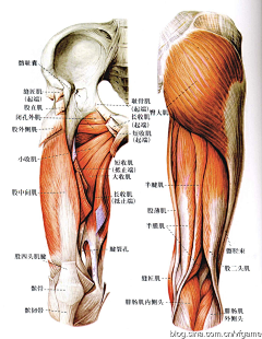 黑夜中的芒曜采集到muscle (腿部)