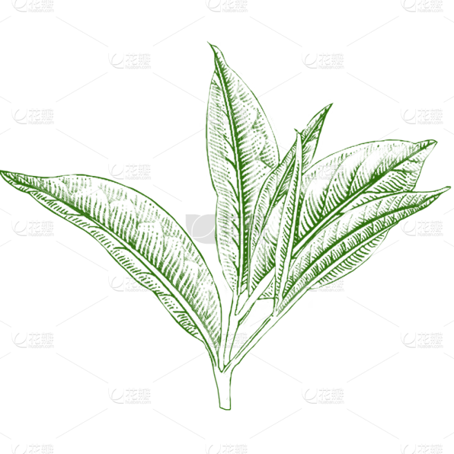 植物通用绿色手绘线条茶叶元素素材
