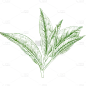 植物通用绿色手绘线条茶叶元素素材