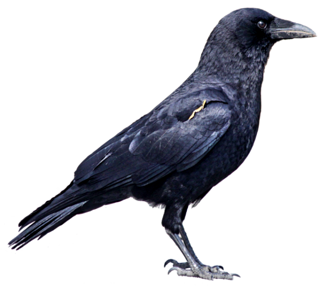 黑乌鸦png图片