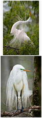 大白鹭（Ardea alba）披着漂亮的婚羽
图片来源：fine art America / Bonnie T. Barry 