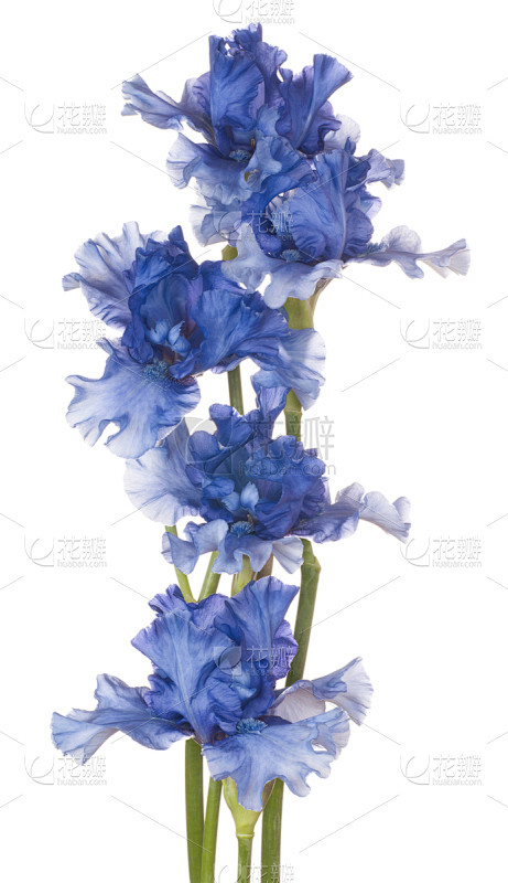 鸢尾,bearded iris,垂直画幅,芳香的,无人,组物体,特写,植物,多年生植物,大特写