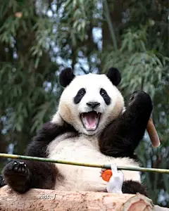 福宝宝经典加油表情包！太可爱啦，小表情！ - 小红书