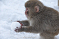 #玩雪球的小猴子#日本雪猴Macaca fuscata实在太萌了！小猴几冬天在雪地里滚雪球、打雪仗！ ​​​​这搓的雪球比我搓的还圆，想跟他们打雪仗~ ​​​​