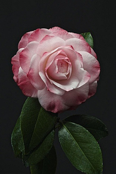 ~一抹新绿~采集到花花世界