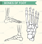 显示脚骨的图表