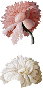 复古油画宫廷花卉植物花朵鲜花拼贴图案4