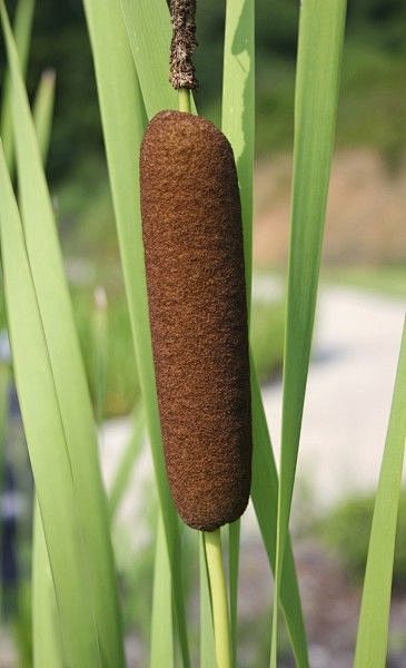 Cattail Harvesting: ...