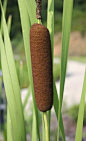 Cattail Harvesting: Tips On Harvesting Wild Cattails -  Did you know wild cattails were edible? Yes, those distinctive plants growing alongside the water’s edge can easily be harvested. Sound intriguing? Find additional information in this article and lea