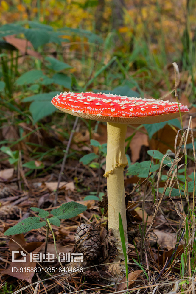 Amanita muscaria,Ama...