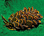 Black and Gold Sapsucking Slug by source
