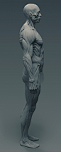 Ecorche, Ricardo Rocha : Ecorche project, result from many anatomy studies along the years, now it is going to be produced in a small amount, specially after some friends asked for a "real life" version. It has been developed with SLA 3d printin