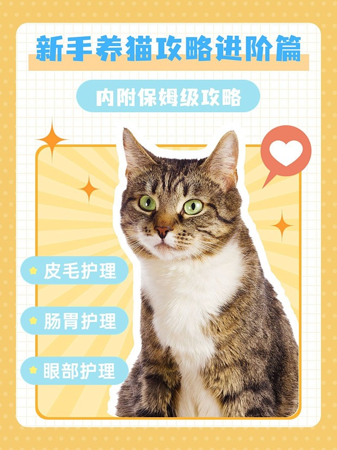 宠物知识科普小红书封面