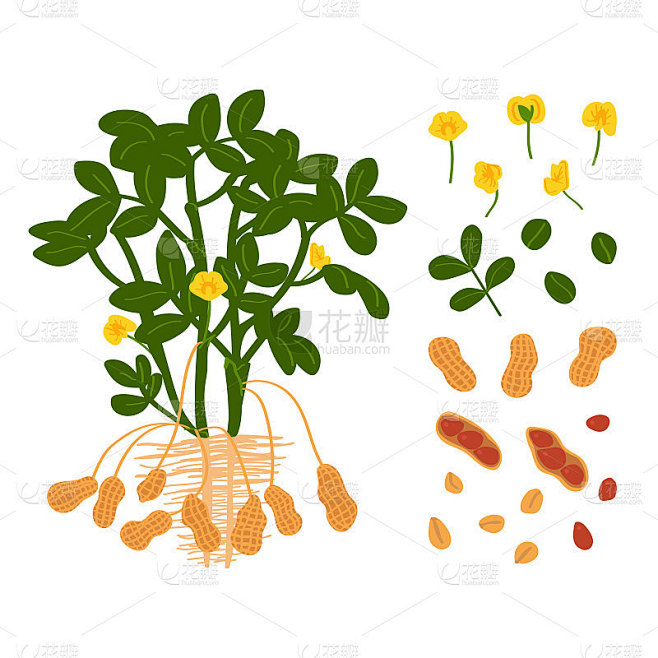 花生植物，种子和花在白色的背景。原材料。...