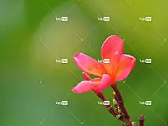 花 姜黄色百合花 植物学 花卉背景 盛开 开花 花园 花壁纸