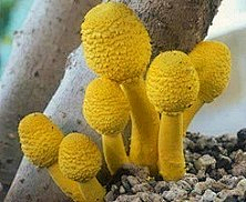 luocha采集到蘑菇