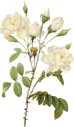 Мiulu≈采集到花 植物