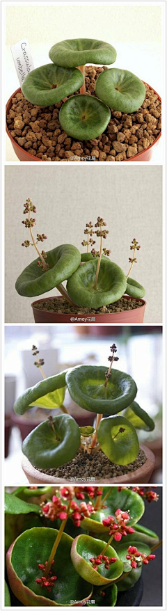 深海鱼鱼鱼采集到小植物