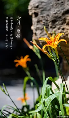 紫禁城【六月•幽栖】虽然在北方没有“连雨不知春去，一晴方觉夏深”的感受，但六月的京城，也渐渐地炎热起来。紫禁城过了花季，归于平静，植被迎来了繁茂的生长，零星的小花点缀枝头。避于荫下，不禁感叹：“人皆苦炎热，我爱夏日长。