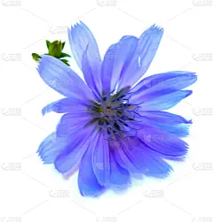 蓝色,绘画插图,菊苣,白色,分离着色,自然,垂直画幅,咖啡生豆,无人,加拿大莴苣