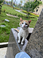 流浪猫在慢慢接受我哟 - 小红书