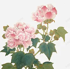 手绘工笔芙蓉花 页面网页 平面电商 创意素材
