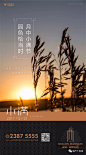 【作品】二十四节气之小满——地产广告