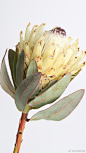 国王海神花（Protea cynaroides）又名帝王花，是南非的国花。