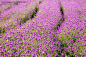 A globe amaranth field. by Jo Sek Seo on 500px