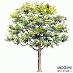 最全100-1张精美园林植物水彩效果图（拉丁名+种名） - 手绘效果图 - 园林学习网 - 10年专注！最大最精最专一的园林景观行业交流平台 - 手机版