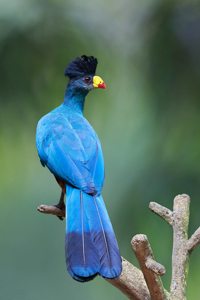 蕉鹃目蕉鹃科蓝蕉鹃属大蓝蕉鹃