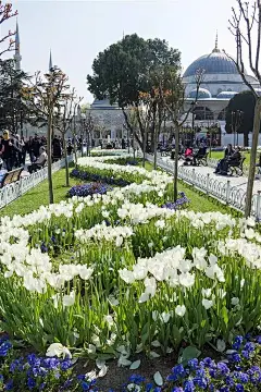 600P植物造景意向图，用得着就留着,快乐小馆藏-读文学