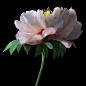 31)Peony P