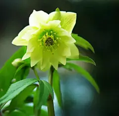 让你的花草安然度夏